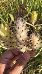 Astragalus lagopoides