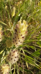 Astragalus lagopoides