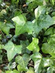 Hedera helix