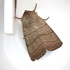 Charanyca trigrammica