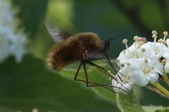 Bombylius mexicanus