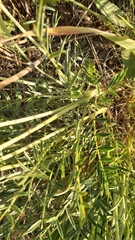 Astragalus lagopoides