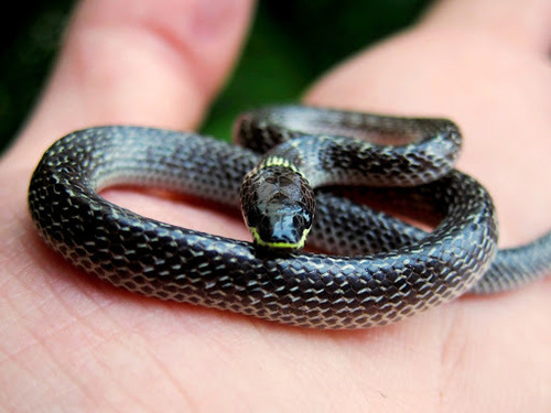 Lycodon capucinus