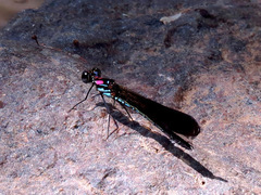 Heliocypha fenestrata