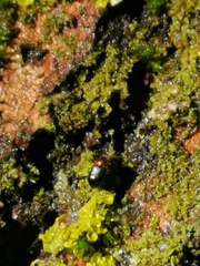 Gastrophysa polygoni