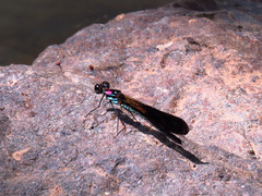 Heliocypha fenestrata