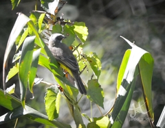 Myiozetetes similis