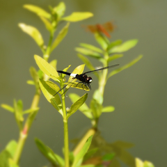 Pseudothemis zonata
