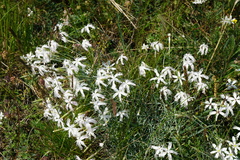 Dianthus lumnitzeri
