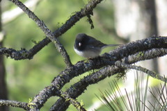 Junco hyemalis cismontanus