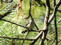 Dicaeum sanguinolentum