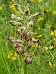 Anacamptis