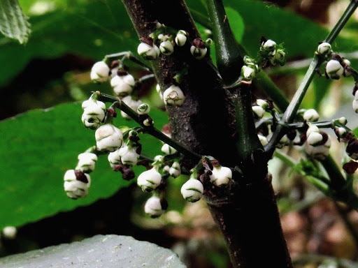 Strobilanthes cernua (Strobilanthes cernua)