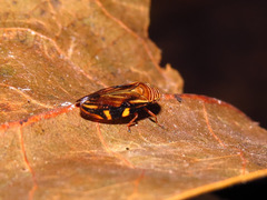 Clovia