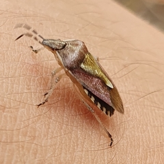 Dolycoris numidicus