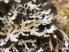 Heterodermia neglecta