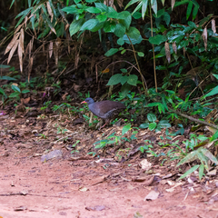 Crypturellus tataupa