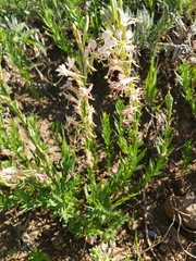 Oenothera suffrutescens