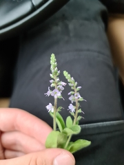 Veronica officinalis