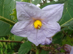 Solanum hexandrum