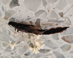 Lymexylidae
