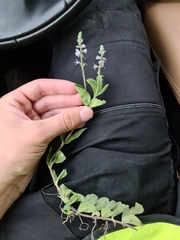 Veronica officinalis