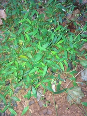 Pseudechinolaena polystachya