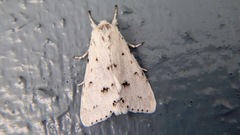 Acronicta innotata