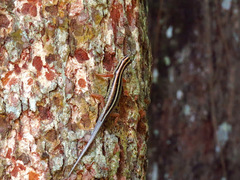 Sphenomorphus sanctus