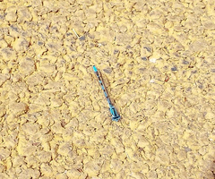 Enallagma cyathigerum