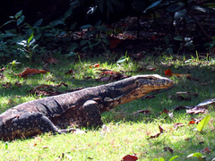 Varanus salvator
