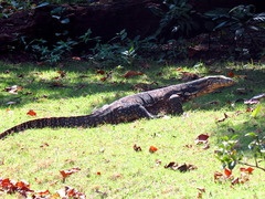 Varanus salvator