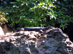 Varanus salvator