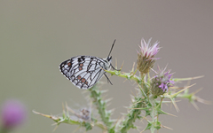 Melanargia ines