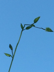 Pseudechinolaena polystachya