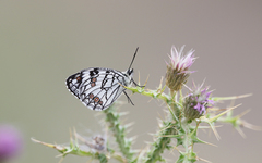 Melanargia ines