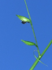 Pseudechinolaena polystachya