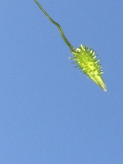 Pseudechinolaena polystachya