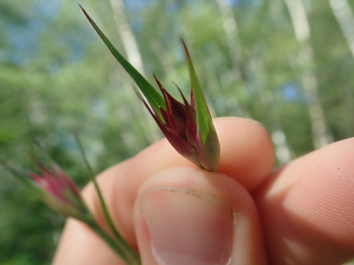 Image of Dianthus giganteus by (c) Matteo Marcandella, some rights reserved (CC BY)