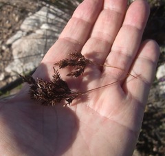 Thamnochortus insignis