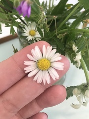 Bellis perennis