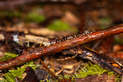 Capitotricha bicolor