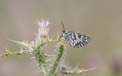 Melanargia ines