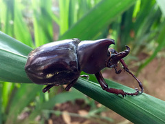 Xylotrupes gideon gideon