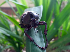 Xylotrupes gideon gideon