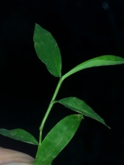 Pseudechinolaena polystachya