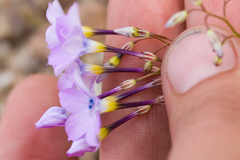Gilia cana