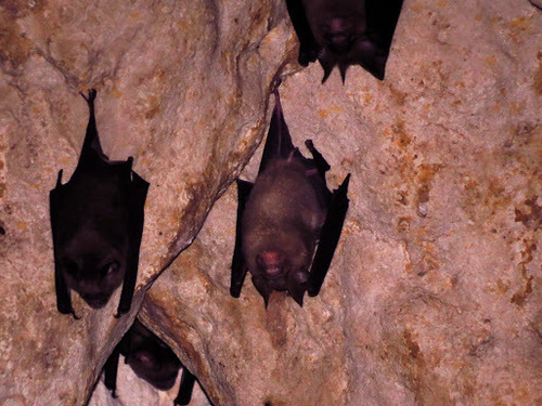 Sorensen's Roundleaf Bat (Hipposideros sorenseni) — Endangered Mammalia