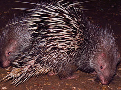 Sunda Porcupine photo 2