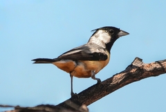 Charitospiza eucosma